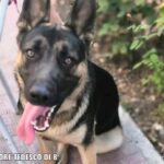 Smarrito un cane di razza Pastore tedesco: l’annuncio dei padroni [foto e info]